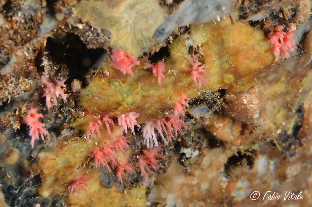 Bryozoa id.